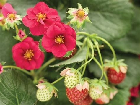 Strawberry Berried Treasure Red • Cut And Dried Flower Farm