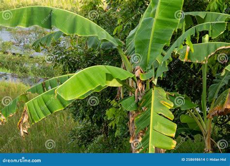 Banana Tree In A Village Stock Photo Image Of Natural 258698614