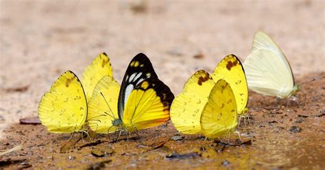 Canal Fiel Infantil Que Significan Las Mariposas Amarillas En A Os