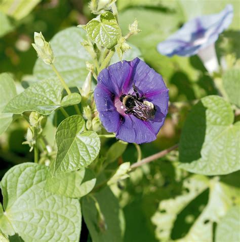 A Bumblebee Gathering Nectar From A Morning Glory Smithsonian Photo Contest Smithsonian