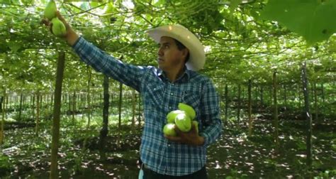 Cultivo De Chayote Una Alternativa Sustentable Cultura