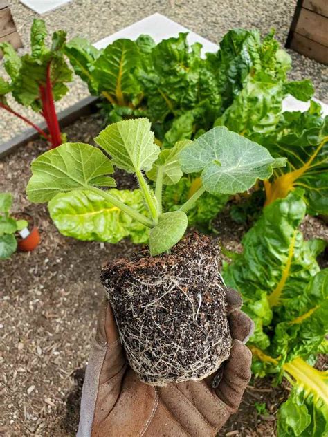 Butternut Squash Seedlings