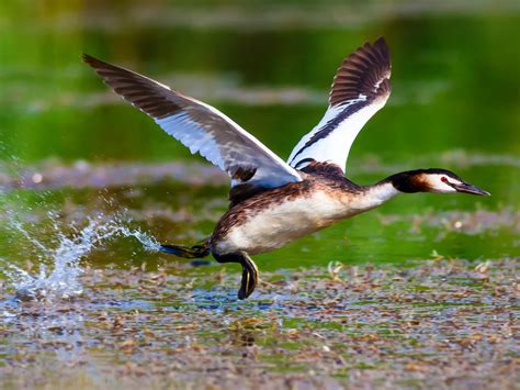 Great Crested Grebe Bird Facts Podiceps Cristatus Bird Fact