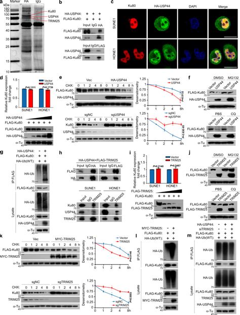 Usp44 Regulates Irradiation Induced Dna Double Strand Break Repair And