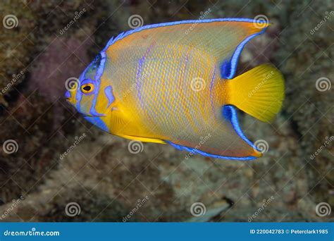 Juvenile Queen Angelfish In Transition Phase On Caribbean Coral Reef