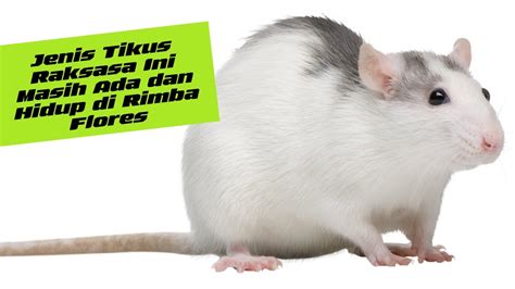 Fakta Fakta Tikus Raksasa Yang Hidup Di Rimba Flores Youtube