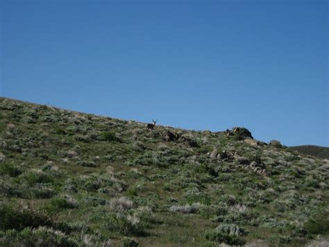 Buck Pronghorn Pine Forest Range Northwest Nevada Flickr