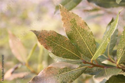 Malattia Su Cespuglio Di Alloro In Giardino Macchie Marroni Su Foglie