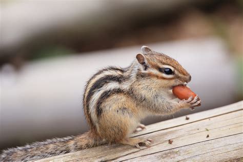 Cute Chipmunk Loading Up on Nuts Is Making Everybody’s Day - PetHelpful