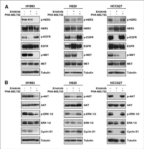 Modulation Of Egfr Signaling By Egfr And Met Inhibitors A