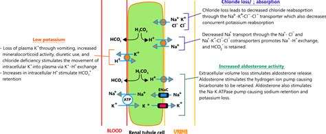 Electrolytes Potassium Sodium Chloride Are Measured In What Units