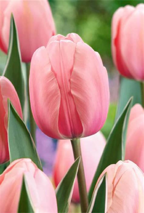 Tulip Salmon Impression Bulbs Bloom Spring FALL PLANTING Planting