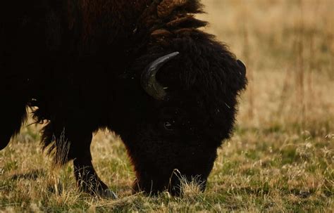 The Antelope Island Bison Roundup