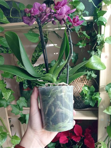 Orchid repotting : r/houseplants