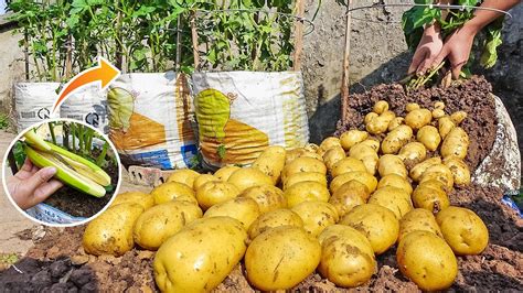 How To Grow Potatoes In A Bag Without A Garden Using Natural Fertilizers Too Many Tubers