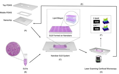 A Nanobar Supported Lipid Bilayer System For The Study Of Membrane