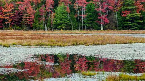 Vermont fall foliage 2021: Predictions, dates, links to reports