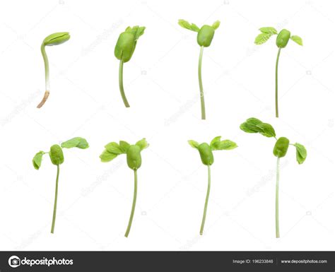 Plant Growth Isolated White Background Stock Photo by ©boonchuay1970 ...