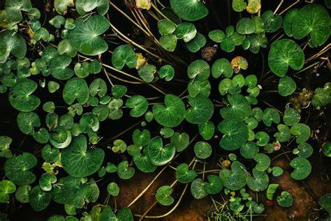 Plantas que não precisam de muita água 20 opções para economizar ou