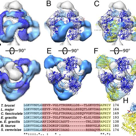 Macromolecular Arrangement Of Mitochondrial ATP Synthase Dimers From E