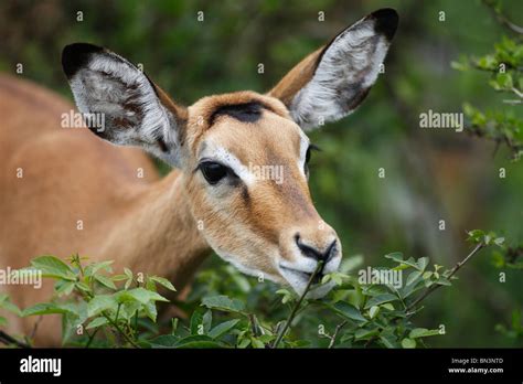 Lake Mburo National Pa Hi Res Stock Photography And Images Alamy