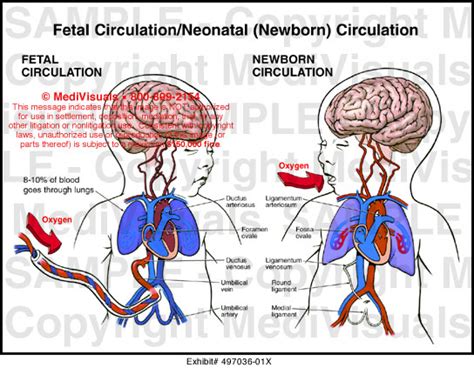 Fetal Circulation Anatomy Anatomical Charts Posters