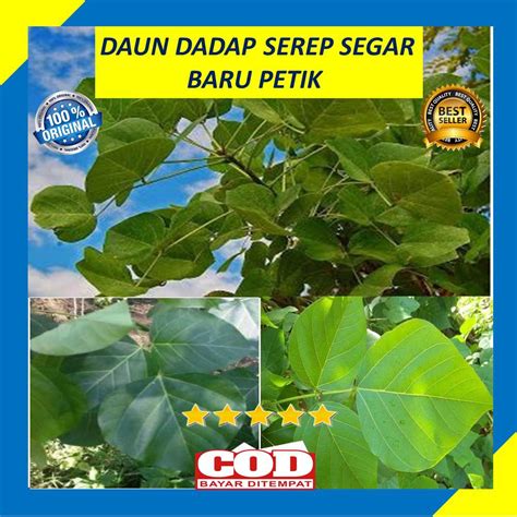 Jual Daun Dadap Serep Segar 250 Gram Shopee Indonesia