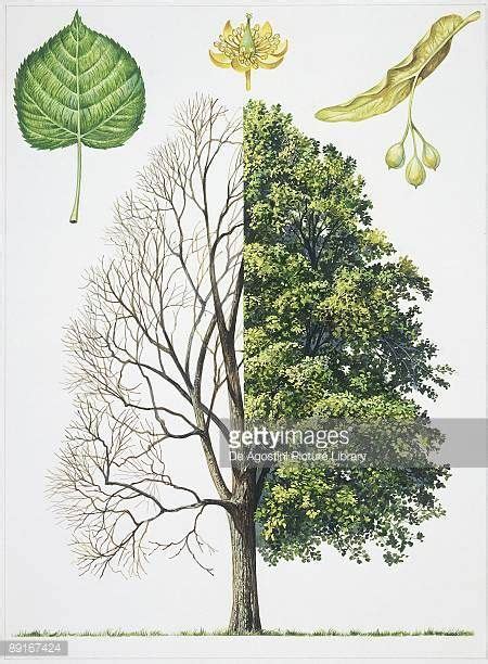 Image result for botanical illustration tilia | Tree illustration, Tree ...