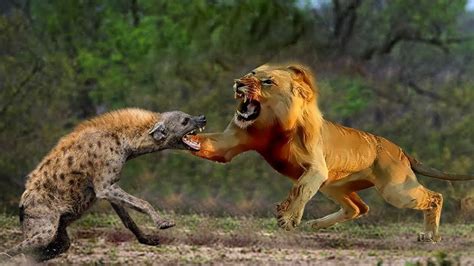 Lion Vs Hyena Who Will Win In A Fight Youtube