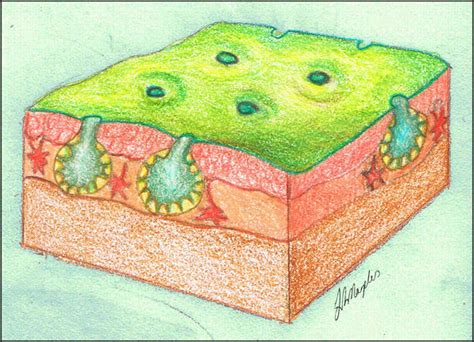 Amphibian skin diagram by JennyHaslimeier on DeviantArt