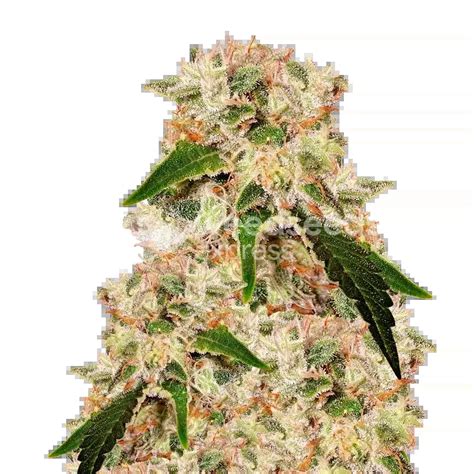 Rainbow Autoflower Seeds UK WSE UK