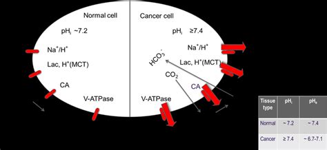 4 Ph Control Systems In Cancer And Normal Cells Intracellular