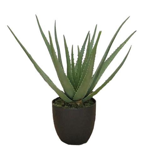 Aloes W Doniczce Sztuczne Kwiaty Jak Ywa Cm Green Designers