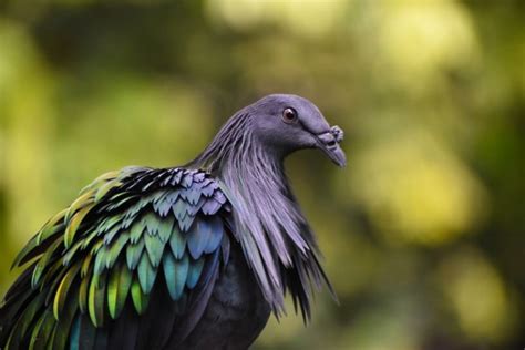 Fakta Menarik Burung Nicobar Merpati Berbulu Warna Warni