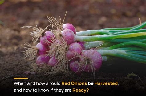 When And How Should Red Onions Be Harvested And How To Know If They