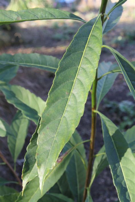 Eriobotrya Sp From N Vietnam Pan Global Plants