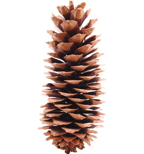 Conifer cone Pine Icon - Pine cone material png download - 2791*3004 ...