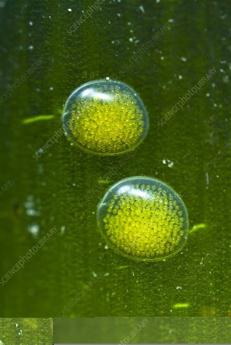 Sea snail eggs on seagrass - Stock Image - C013/6190 - Science Photo ...