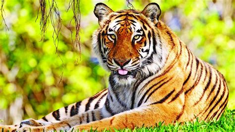 The King Of Sundarbans The Royal Bengal Tiger Must Be Protected The