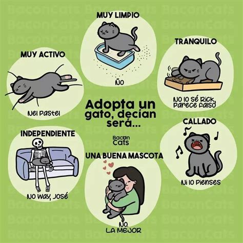 Pin De Monilovesol En Gatos Cómics De Gato Lenguaje De Los Gatos Gatitos Lindos Divertidos