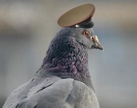 Meet the hero carrier pigeon that saved US troops during a WWI battle ...