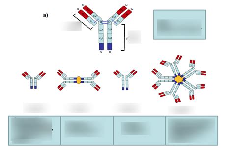 Antibody Isotypes And Functionality Diagram Quizlet