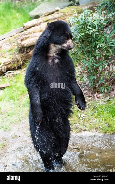 European Black Bear Standing On Its Hind Legs Stock Photo Alamy