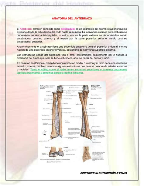 Solution Anatomia Ucsm Anatom A Del Antebrazo Studypool