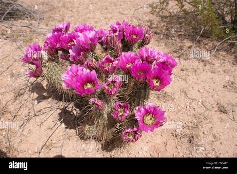 Cactus At Organ Pipe Cactus National Monument Is A Us National