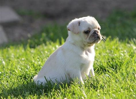 Pin By Bailey Puggins The Pug On White Pug Puppies Baby Pugs Pug