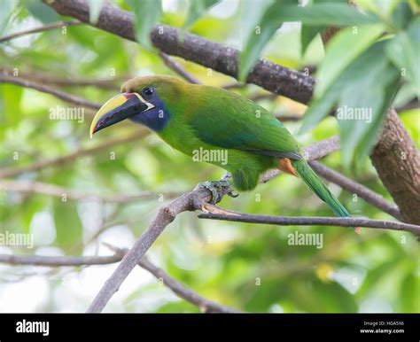 Emerald Toucanet Aulacorhynchus Prasinus Stock Photo Alamy