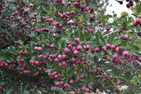 Thornless Cockspur Hawthorn - Grasshopper Gardens