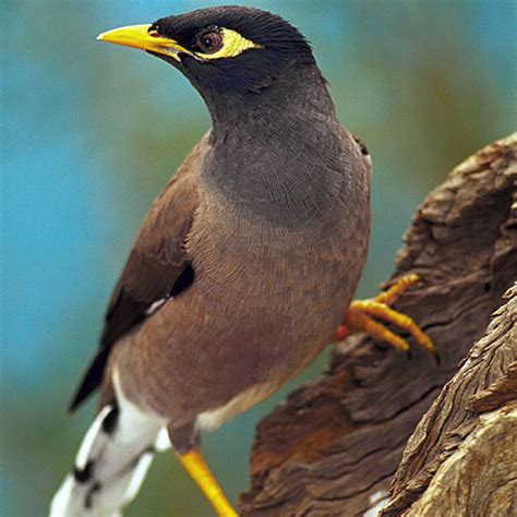 Bird Pest Control Services In Dubai Hygeia