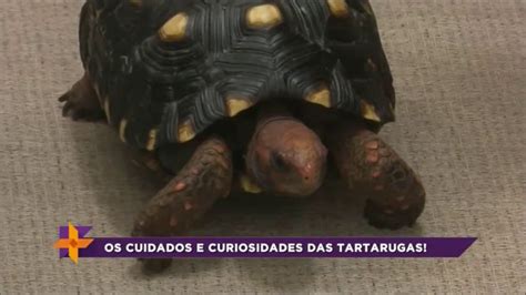 Conheça os cuidados e curiosidades das tartarugas YouTube